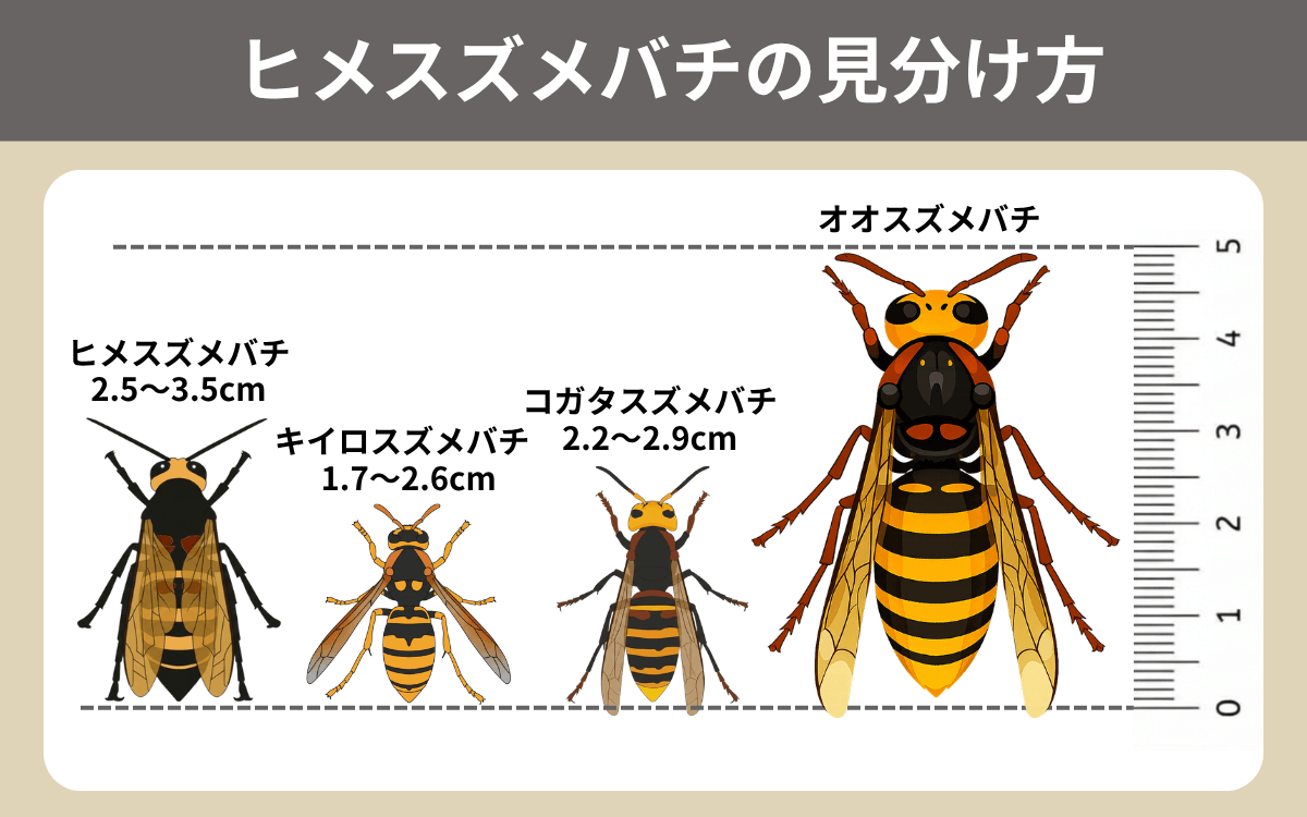 ヒメスズメバチの見分け方