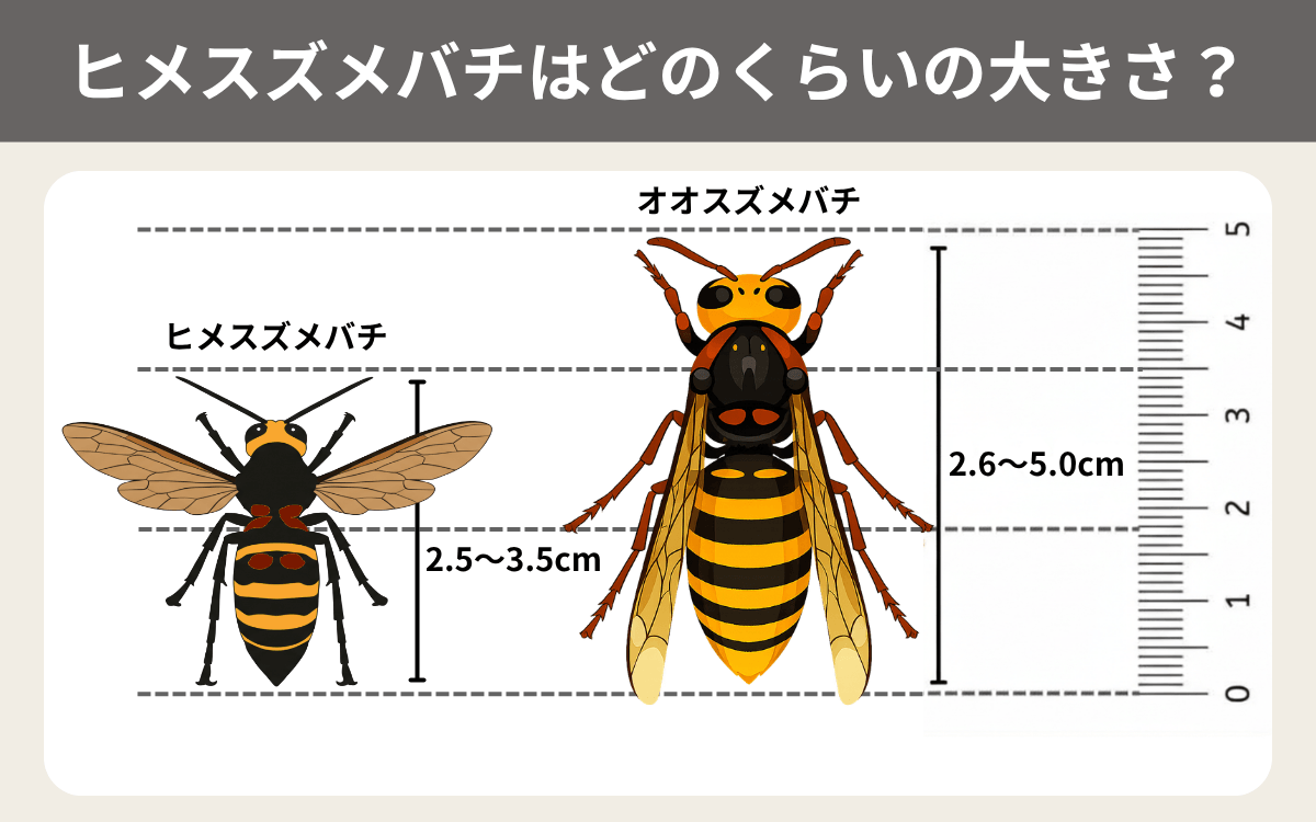 ヒメスズメバチはどのくらいの大きさ？