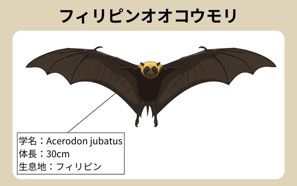フィリピンオオコウモリ