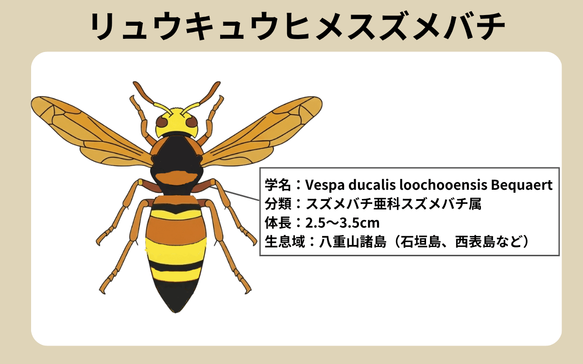 リュウキュウヒメスズメバチ