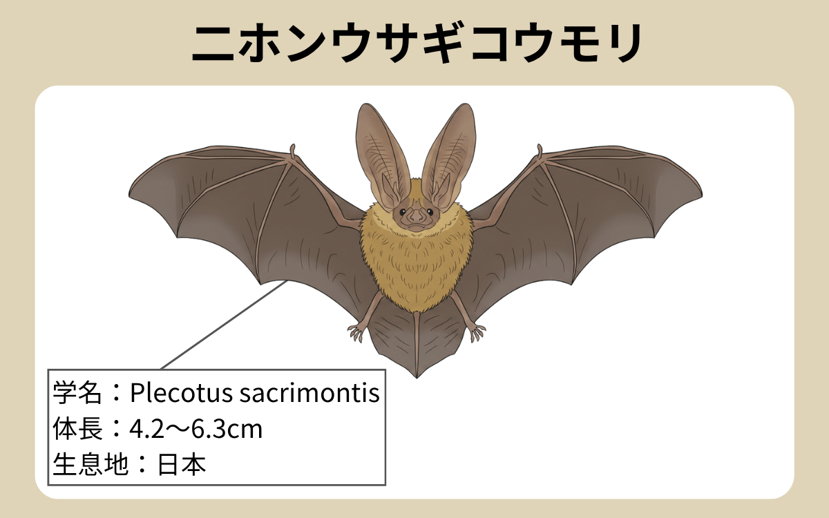 二ホンウサギコウモリ