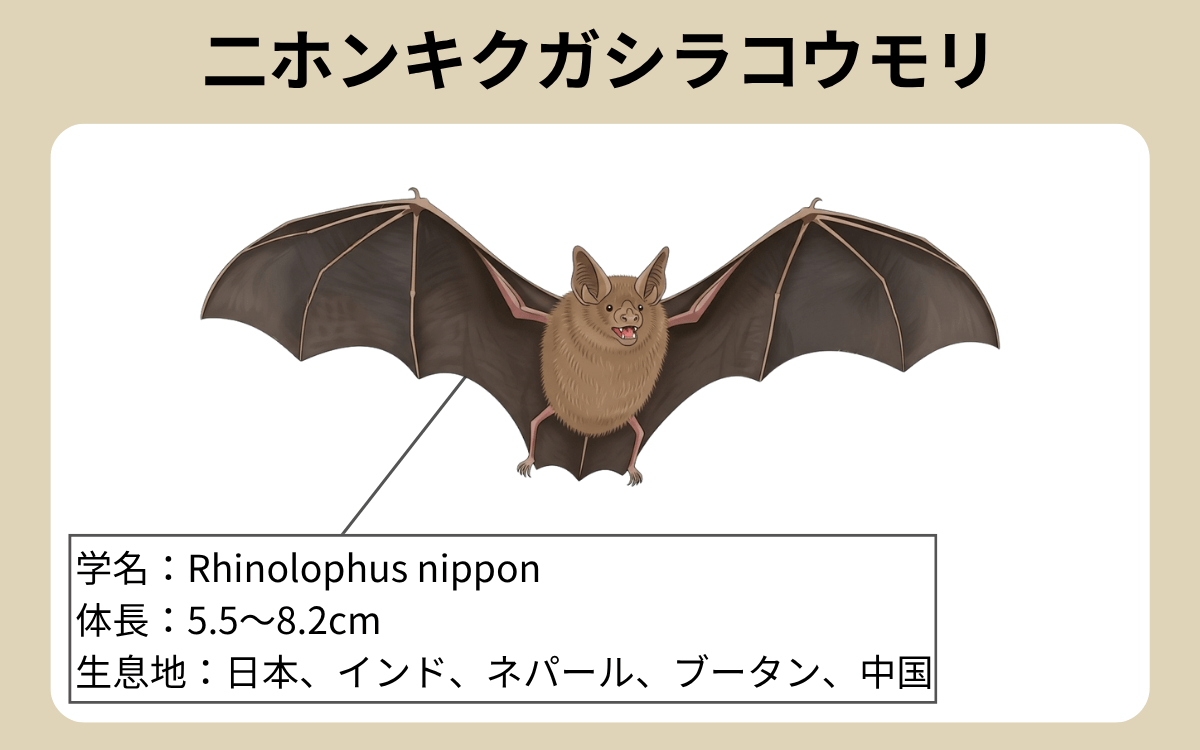 二ホンキクガシラコウモリ