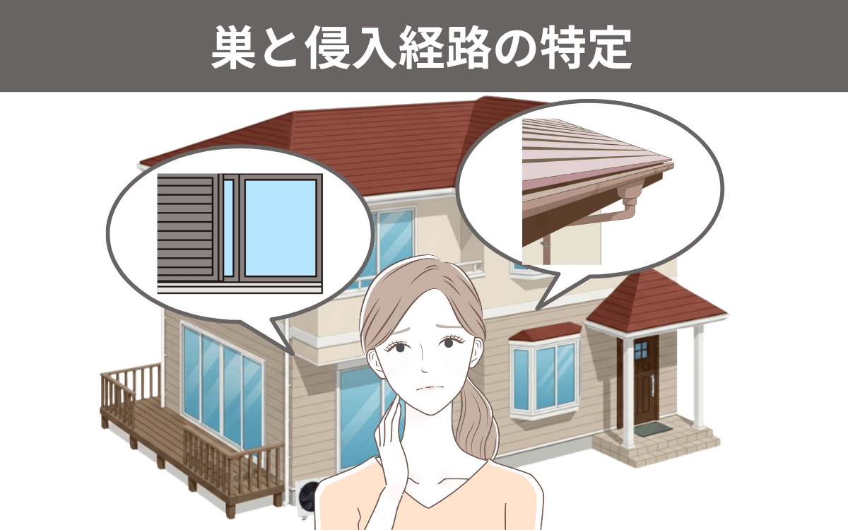 巣と侵入経路を特定する