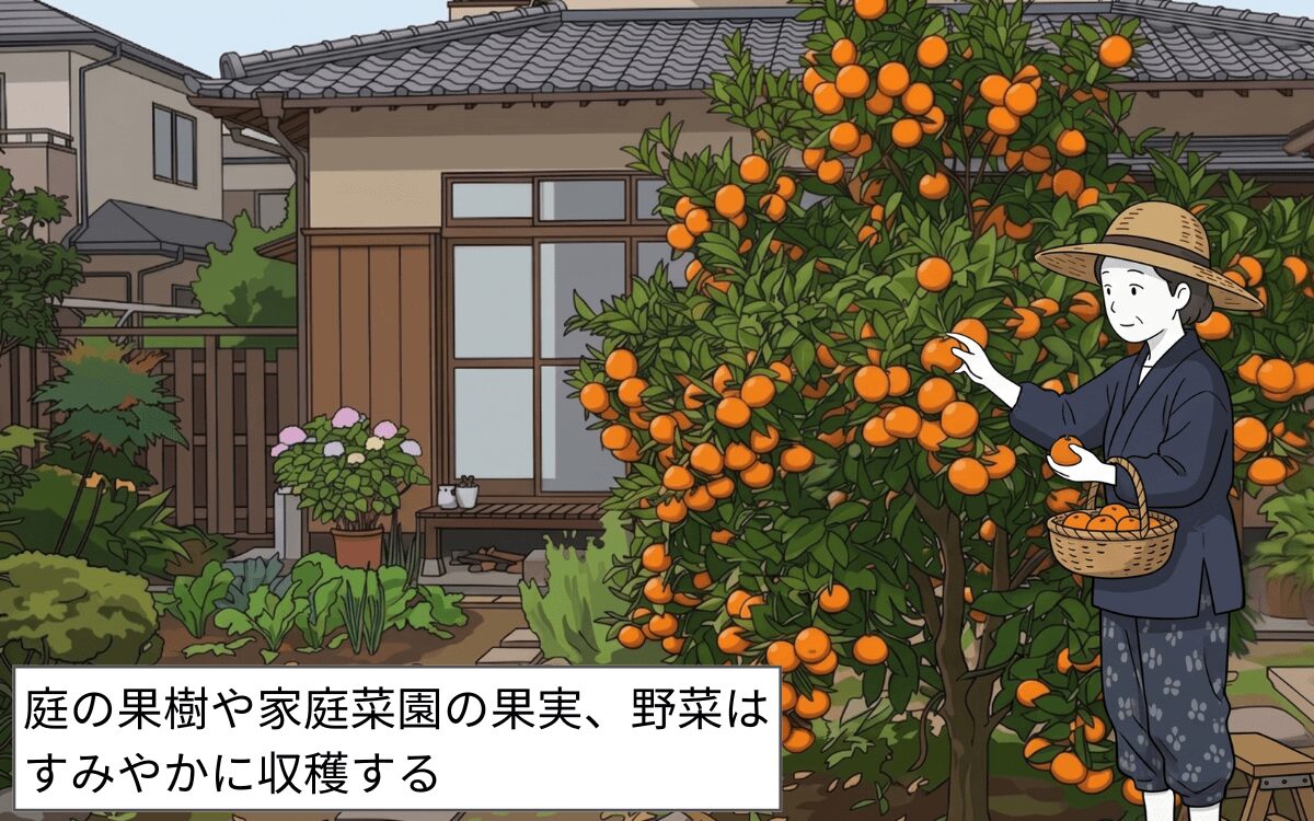 庭の果実・野菜を収穫する