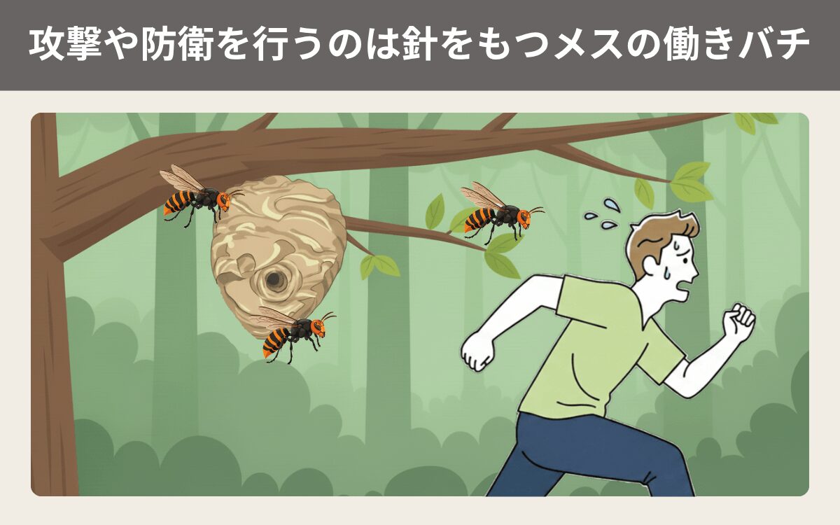 攻撃や防衛を行うのは針をもつメスの働きバチ