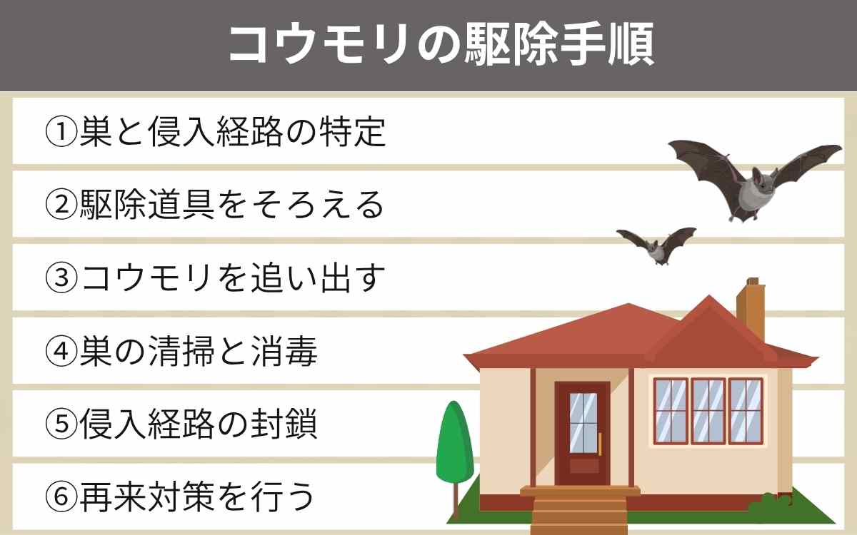 正しいコウモリの駆除手順