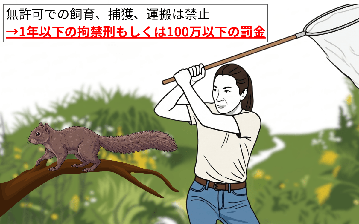 無許可での飼育・捕獲・運搬