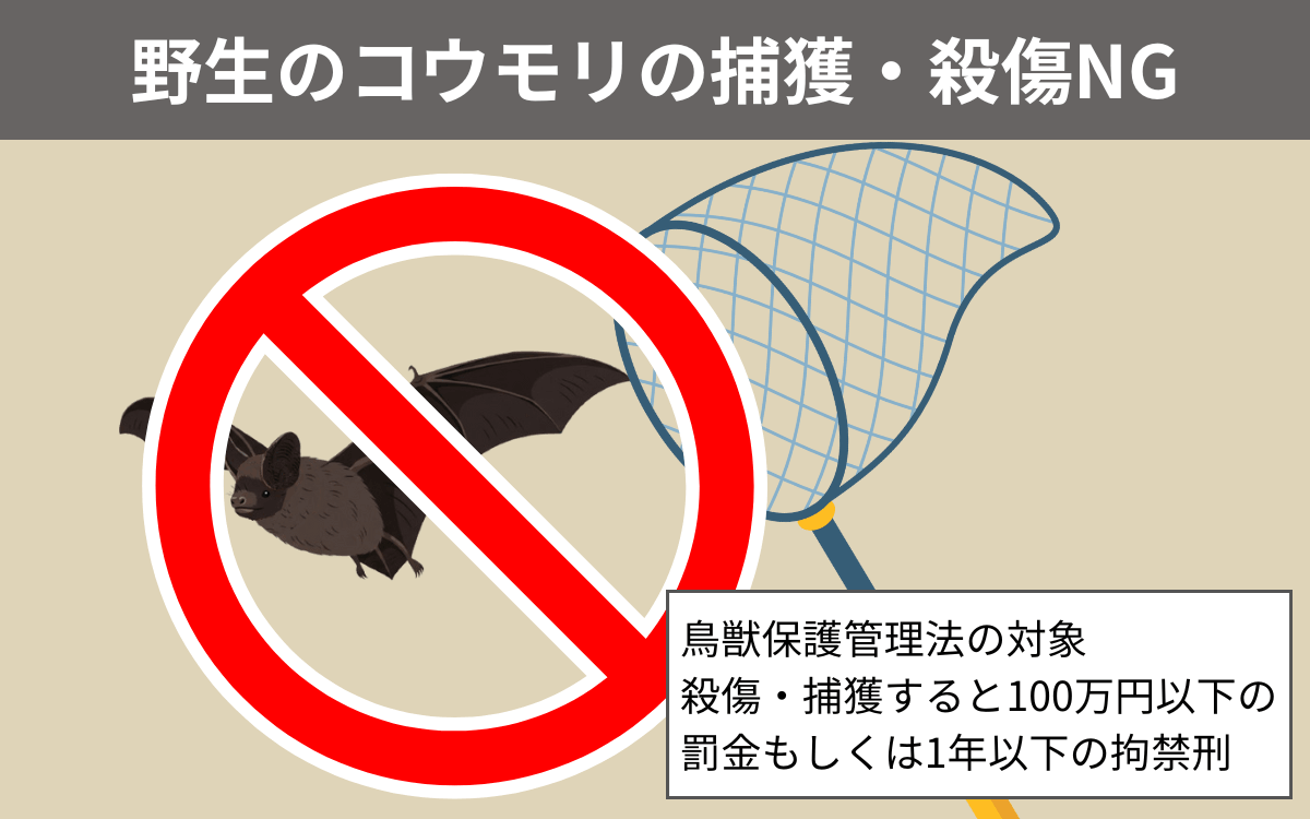 野生のコウモリの捕獲・殺傷NG