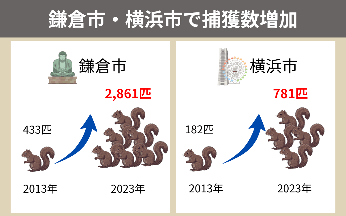 鎌倉市・横浜市で捕獲数増加