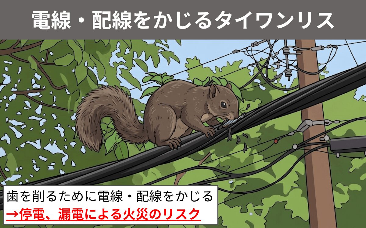 電線・配線をかじるタイワンリス