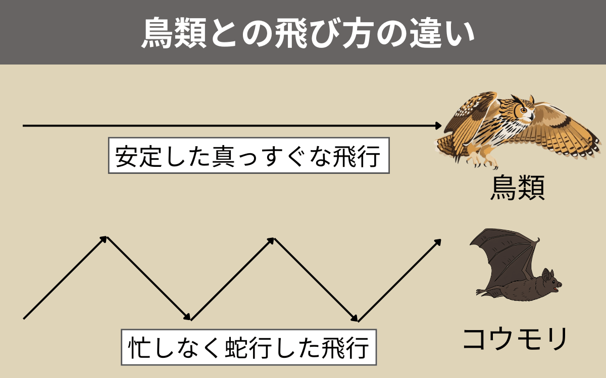 鳥類との飛び方の違い