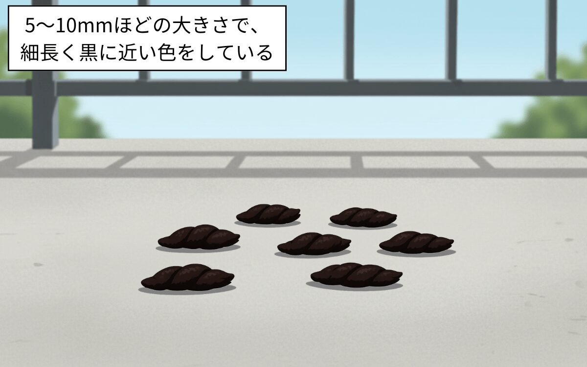 コウモリのフンの特徴