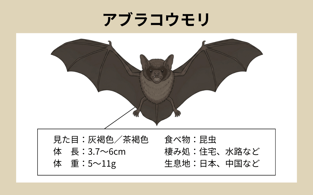 アブラコウモリの特徴