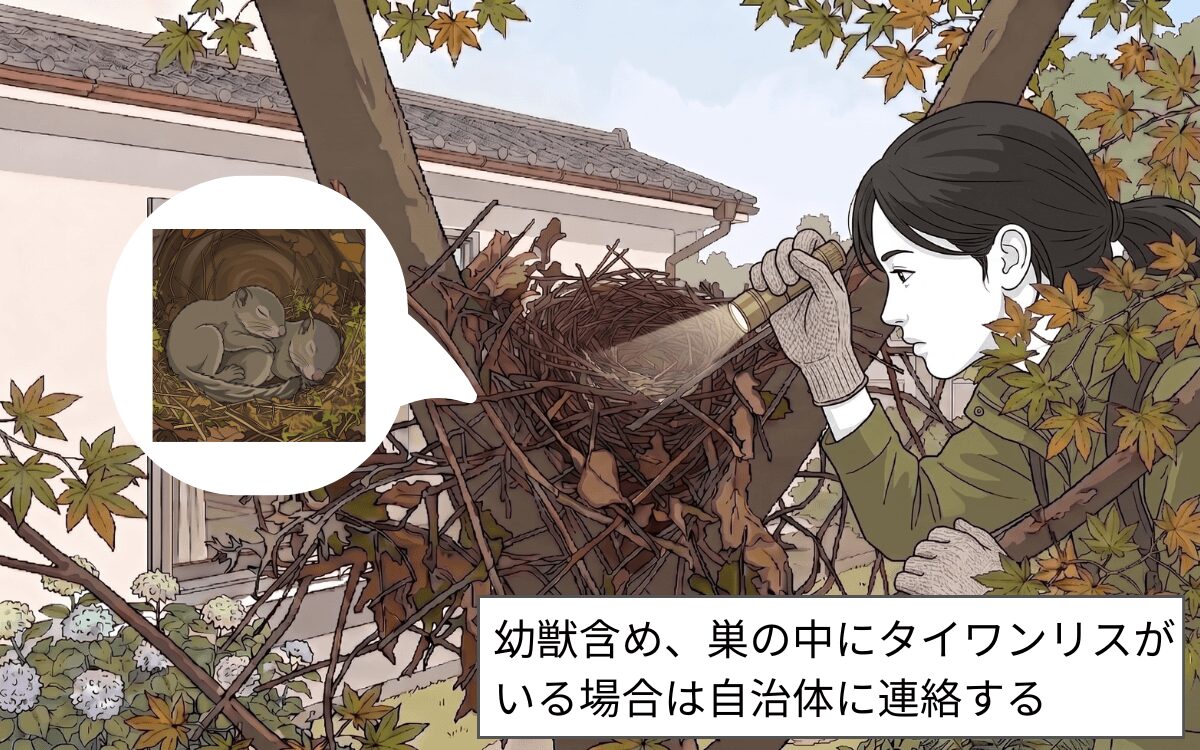 【私有地】巣にタイワンリスがいたら自治体に連絡