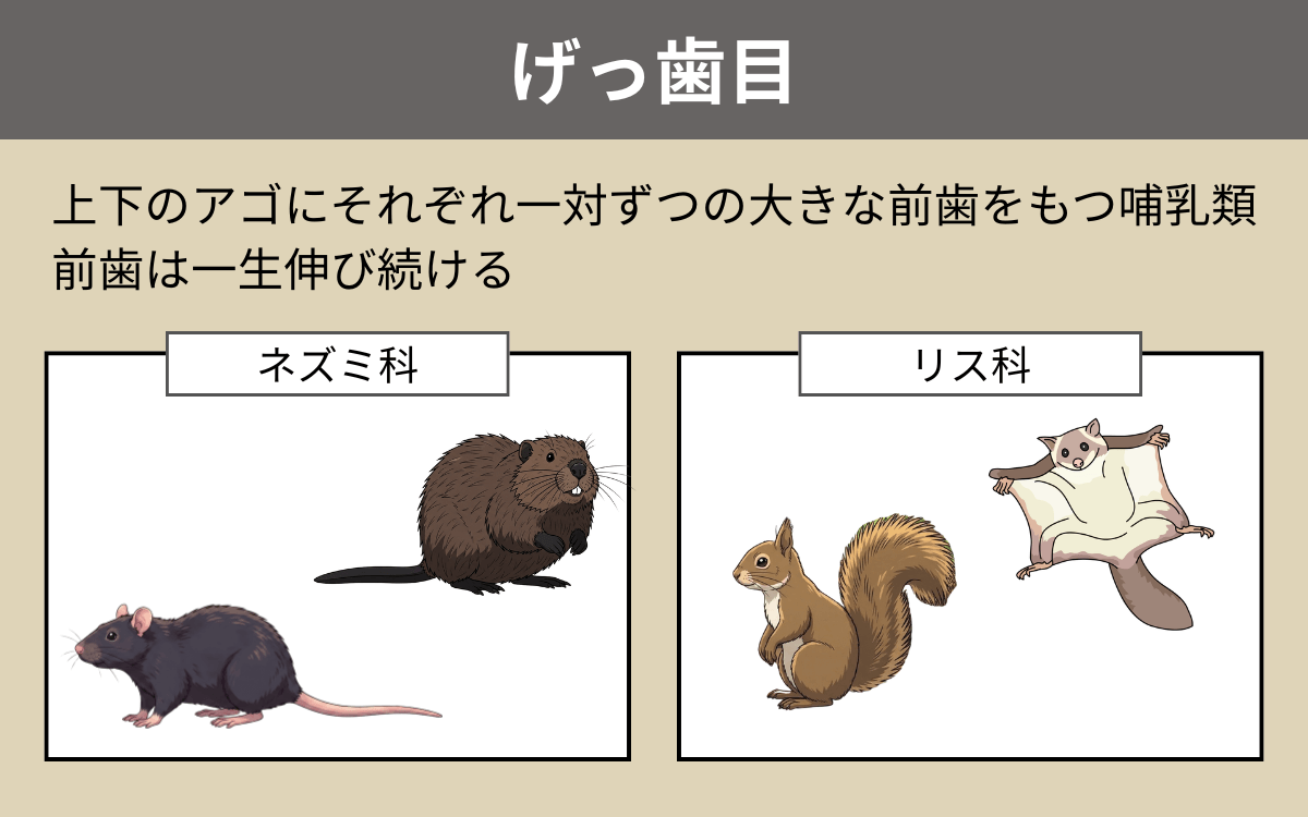 げっ歯目