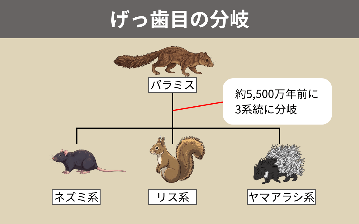 げっ歯目の分岐