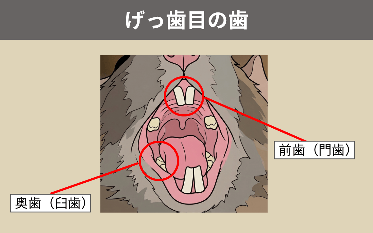 げっ歯目の歯