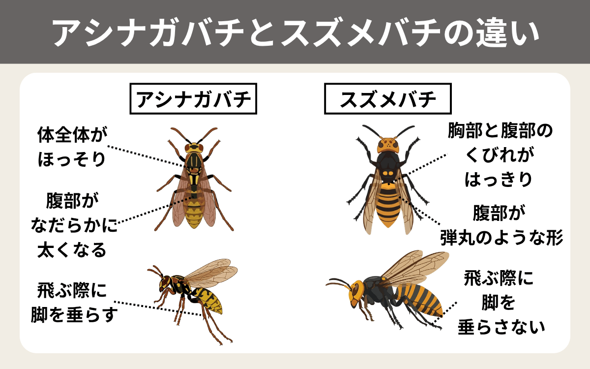 アシナガバチとスズメバチの違い 1