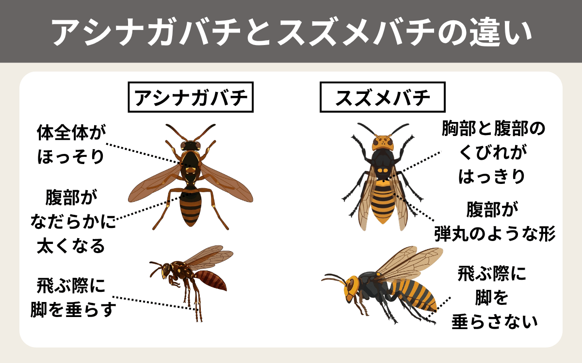 アシナガバチとスズメバチの違い