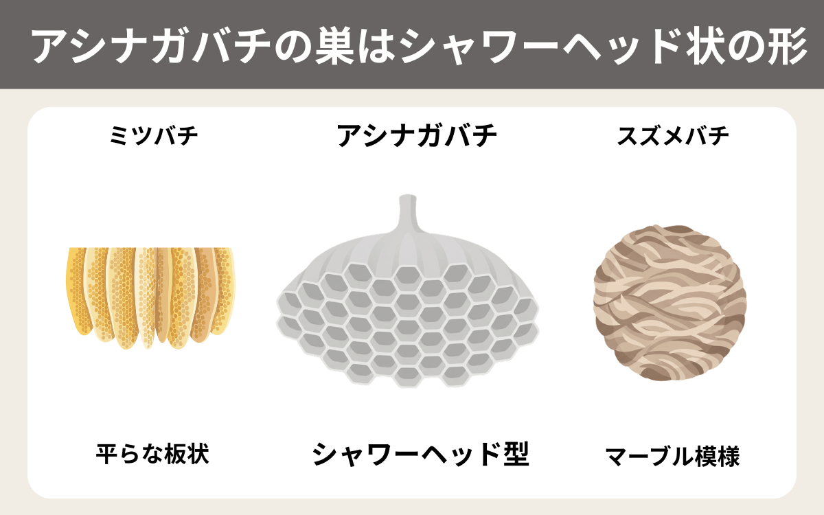 アシナガバチの巣はシャワーヘッド状の形