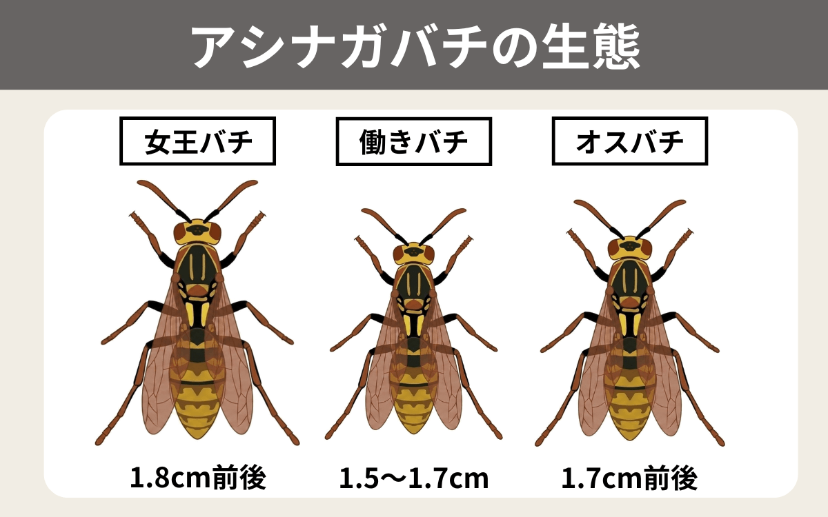 アシナガバチの生態