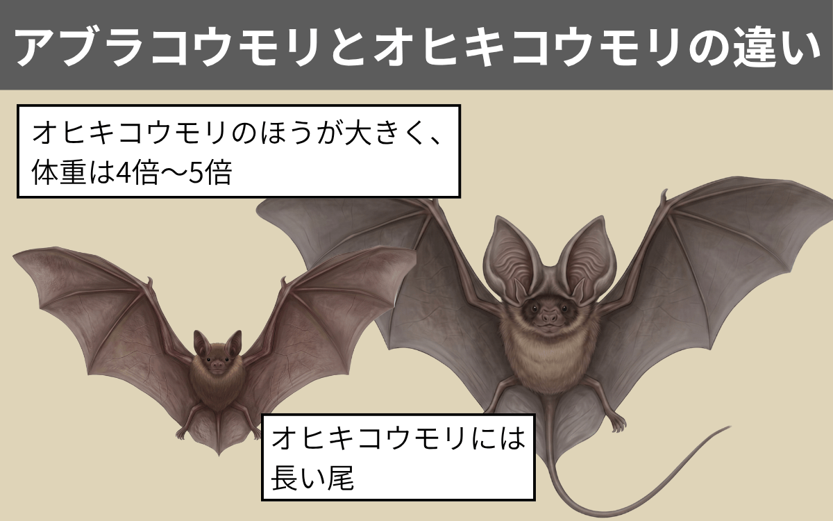 アブラコウモリとオヒキコウモリの違い