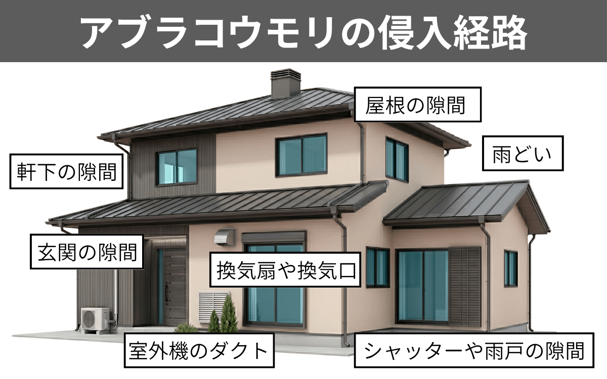 アブラコウモリの侵入経路