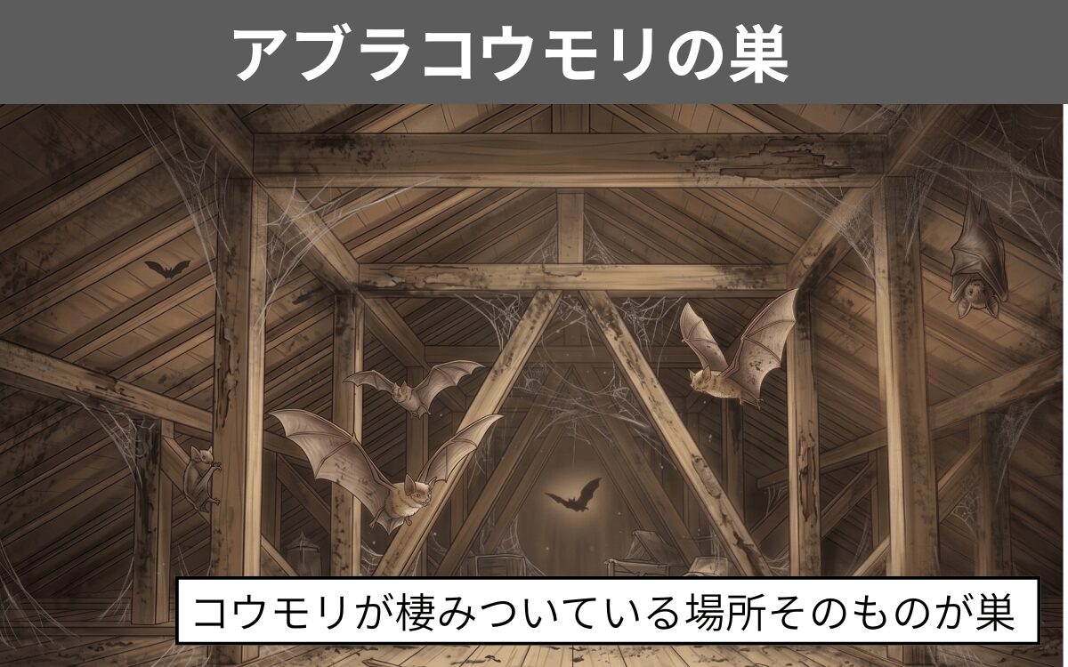 アブラコウモリの巣