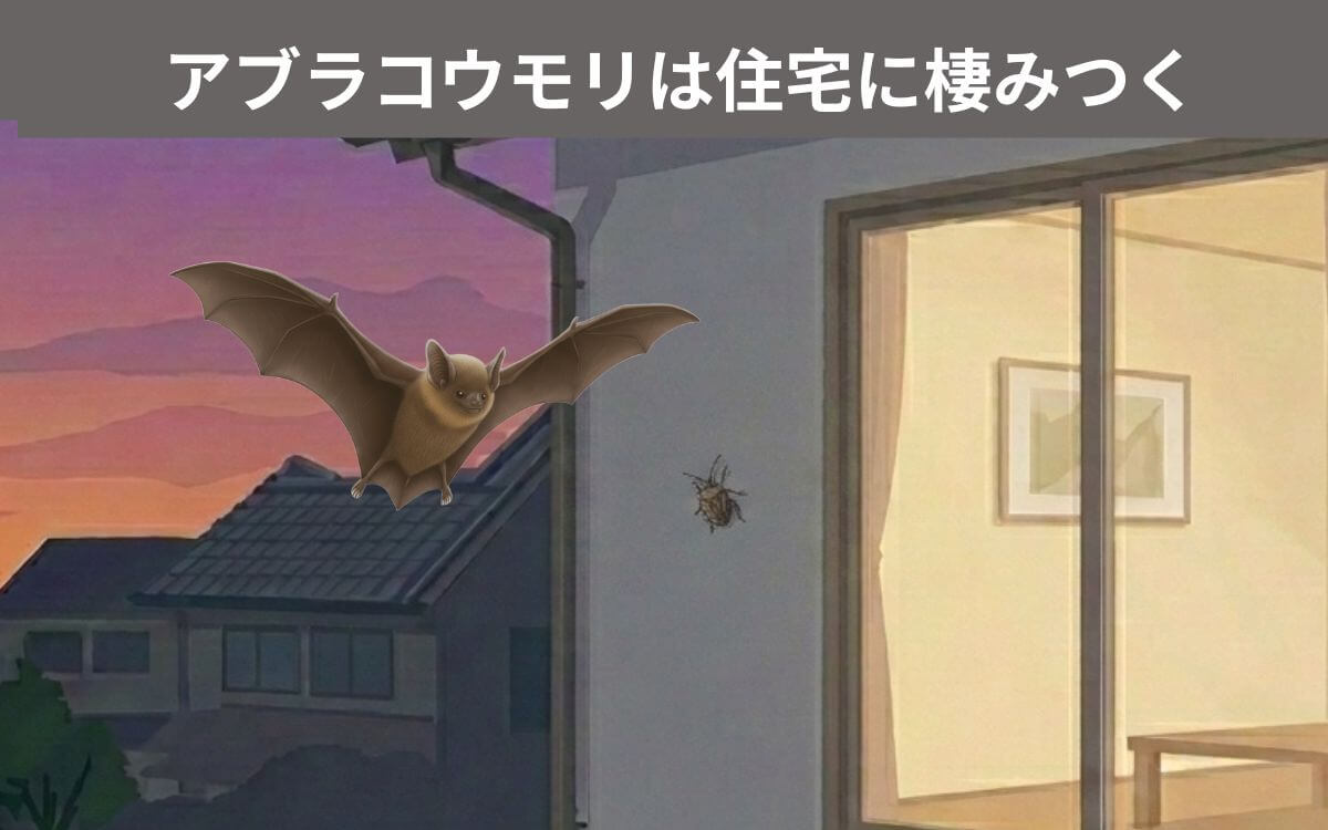 アブラコウモリは住宅に棲みつく