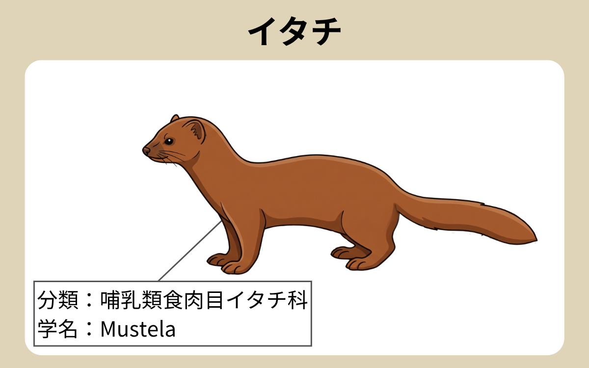 イタチ