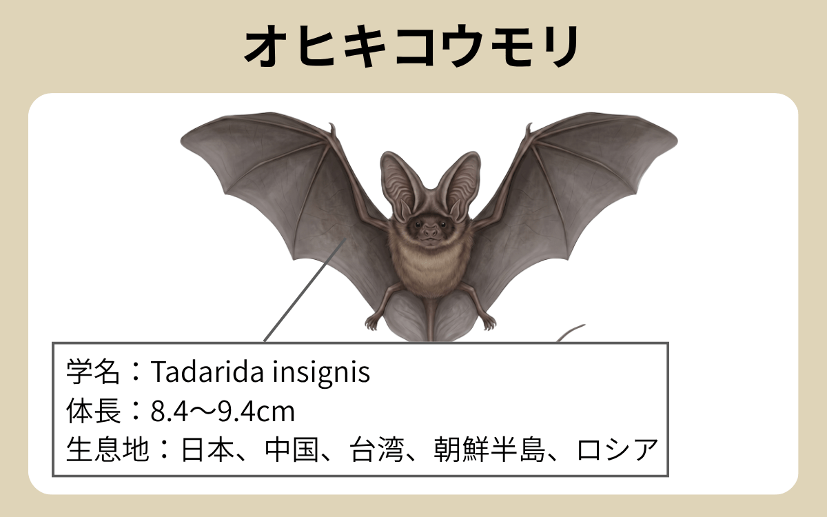 オヒキコウモリとは