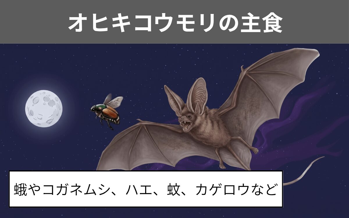 オヒキコウモリの主食