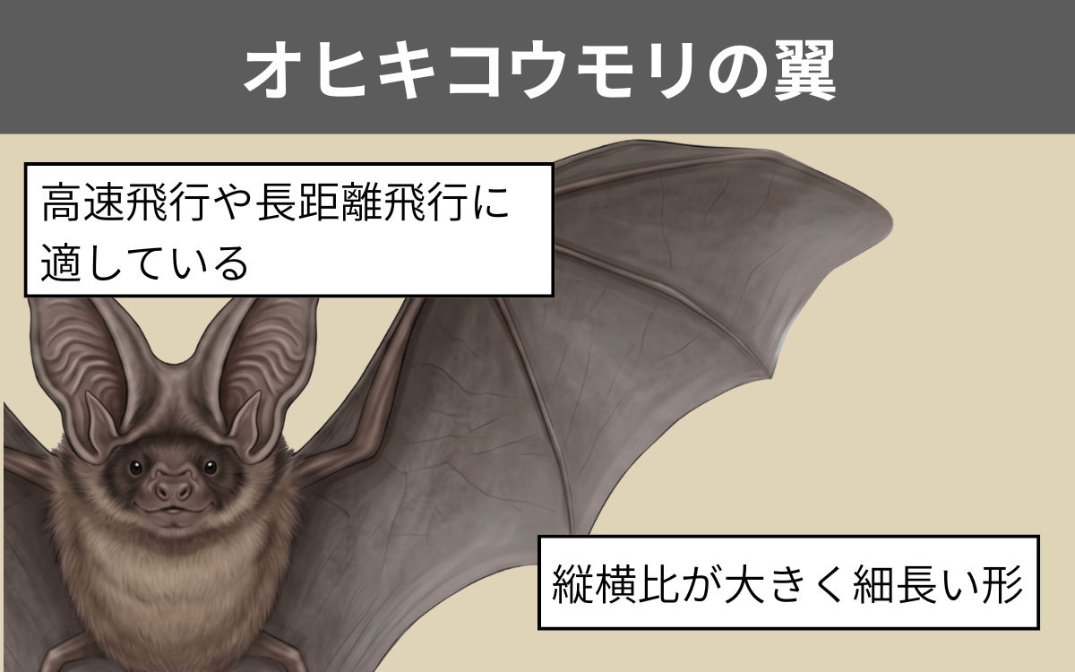 オヒキコウモリの翼