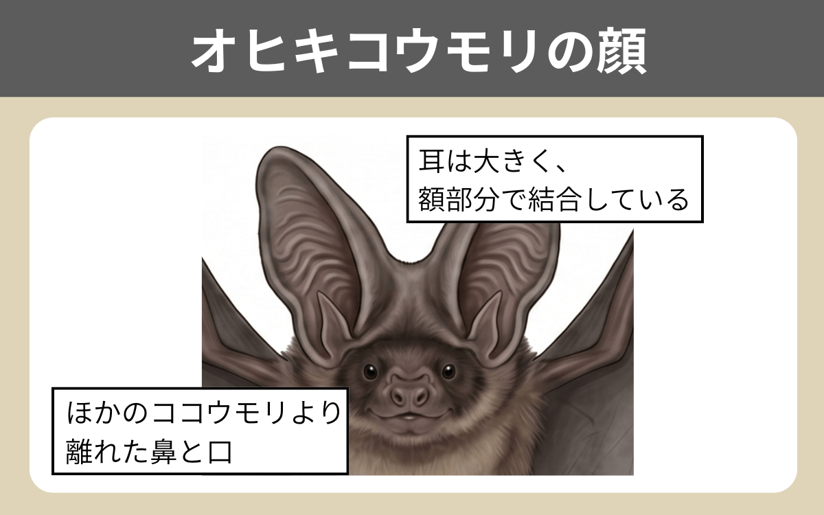 オヒキコウモリの顔