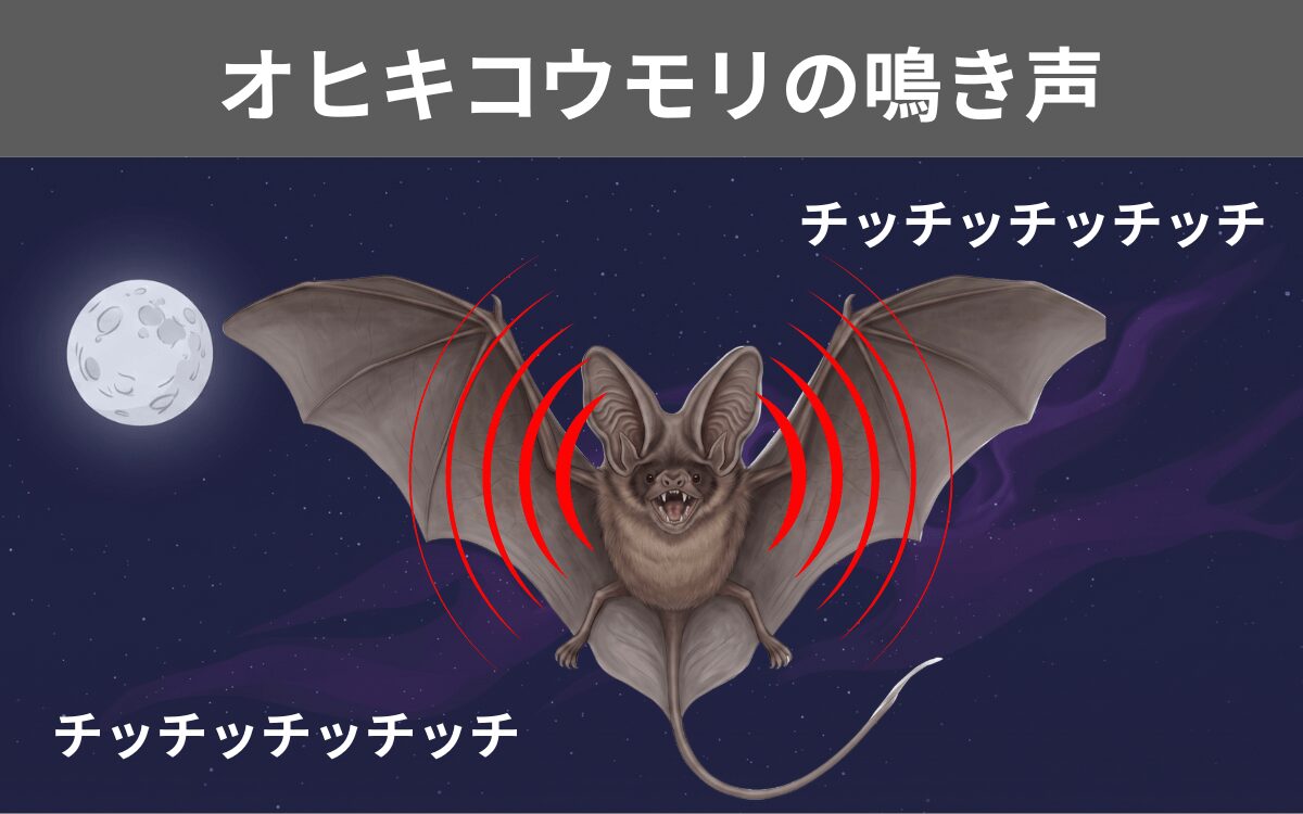 オヒキコウモリの鳴き声
