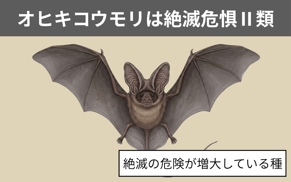 オヒキコウモリは絶滅危惧Ⅱ類に含まれる