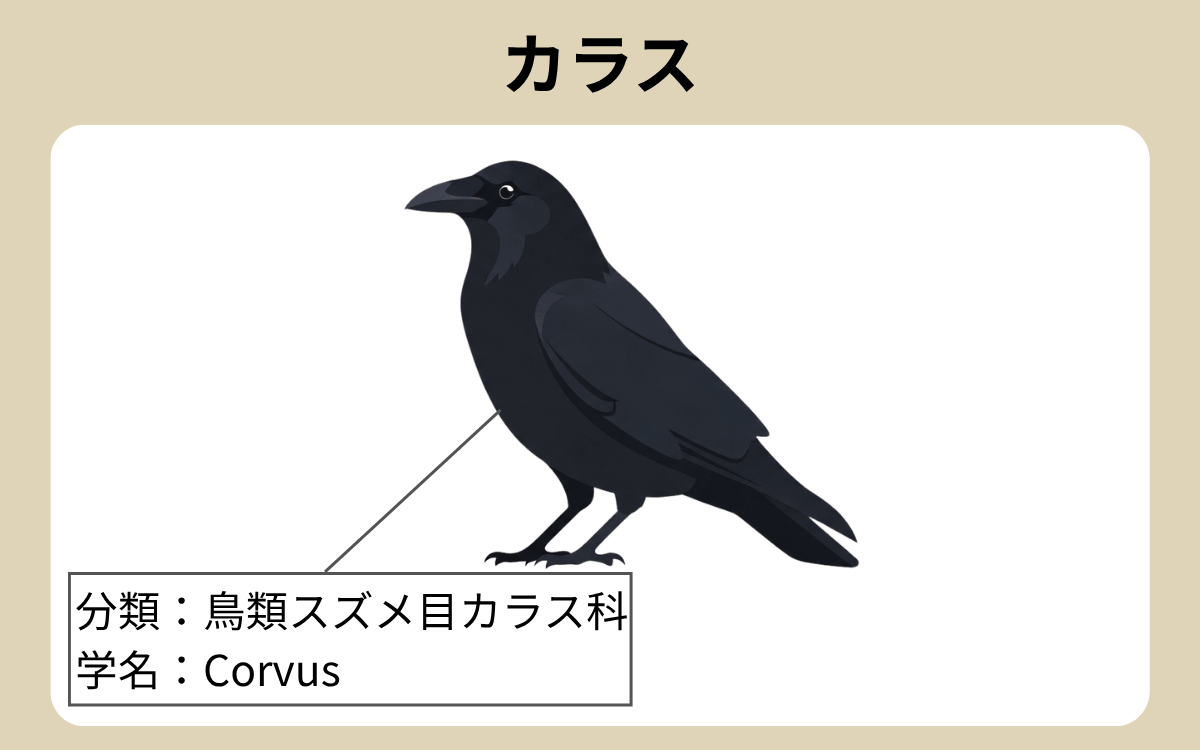 カラス