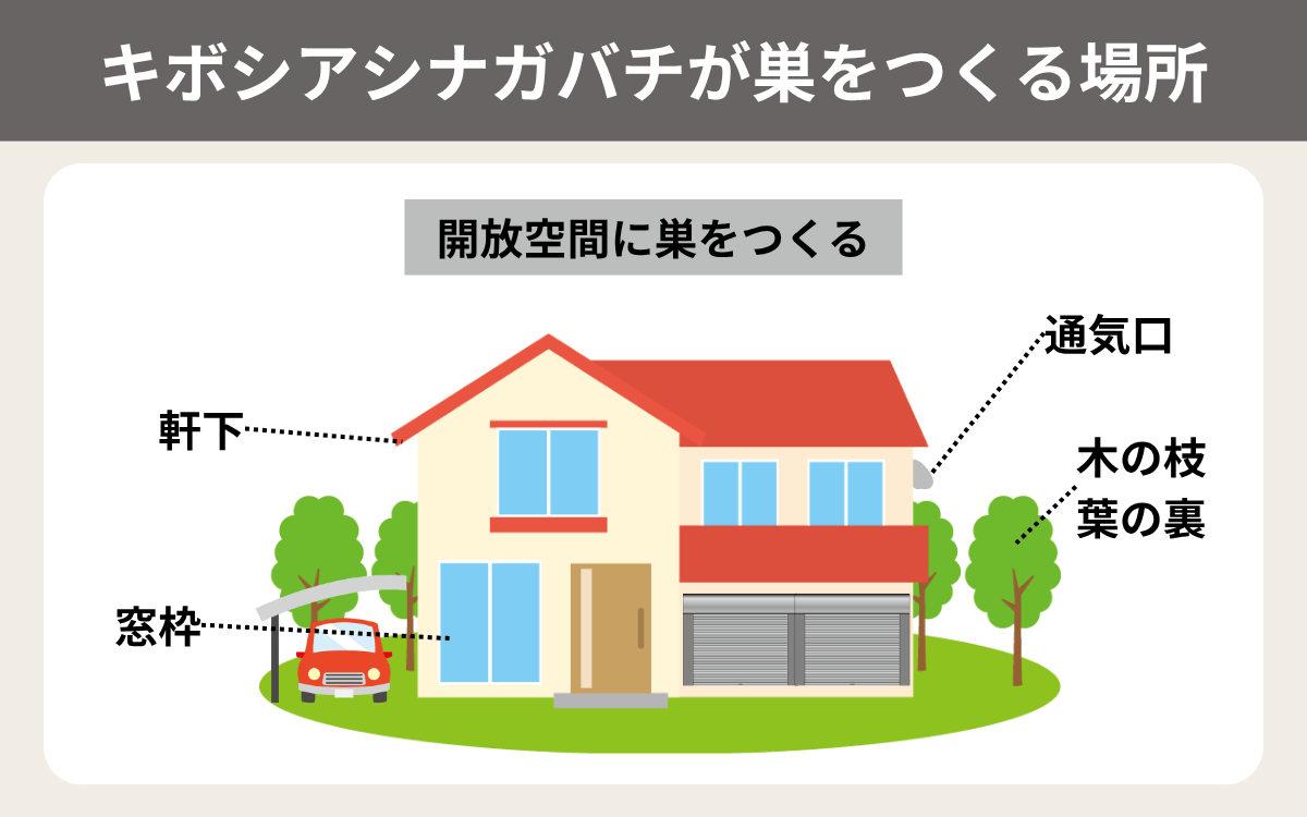 キボシアシナガバチが巣をつくる場所