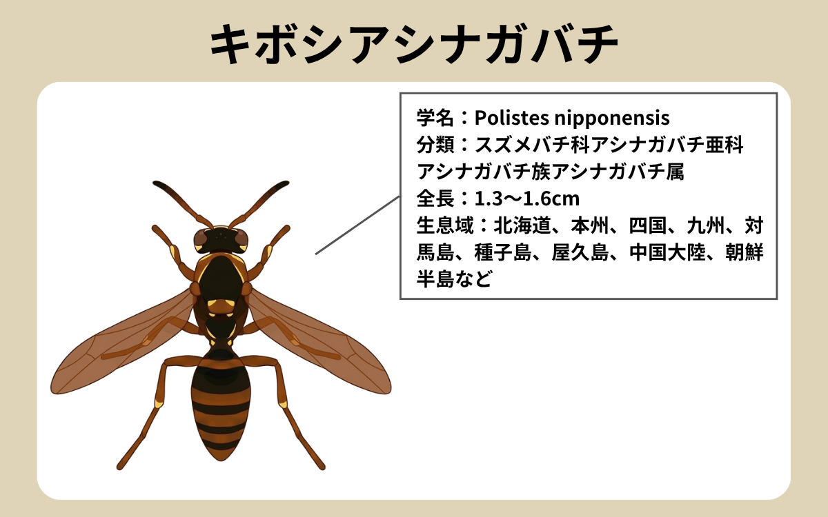 キボシアシナガバチってどんなハチ？
