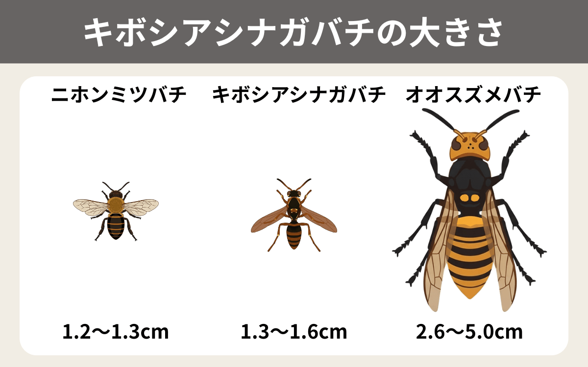 キボシアシナガバチの大きさ