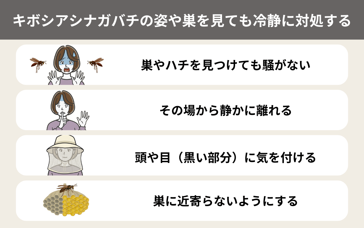 キボシアシナガバチの姿や巣を見ても冷静に対処する