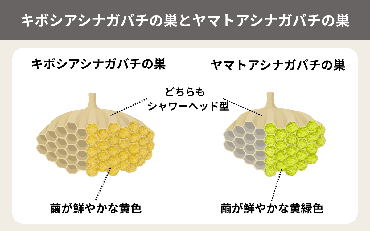 キボシアシナガバチの巣とヤマトアシナガバチの巣の比較