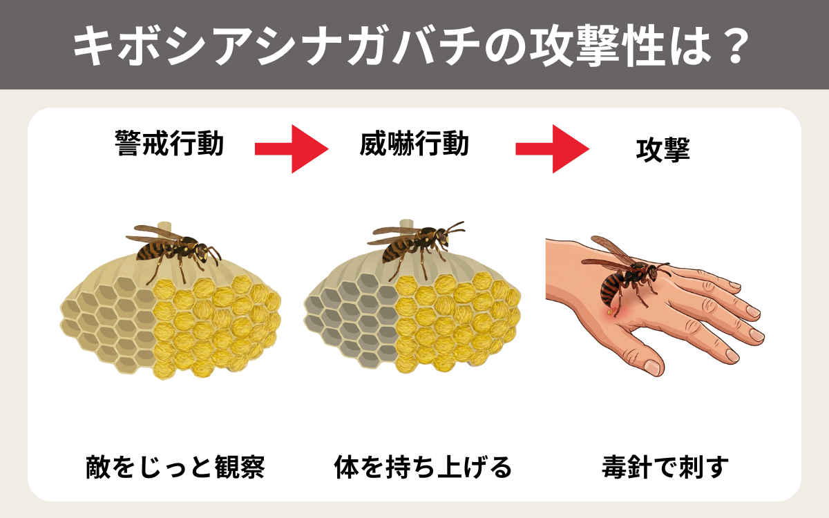 キボシアシナガバチの攻撃性は？