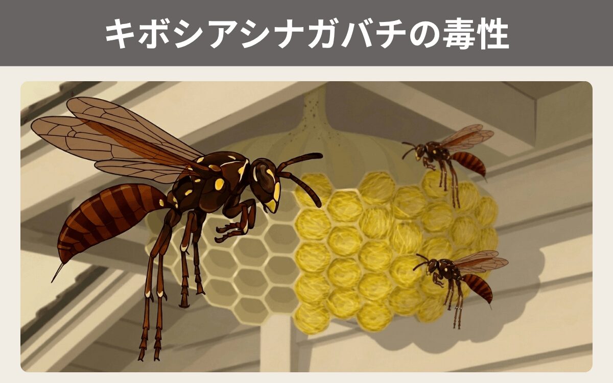 キボシアシナガバチの毒性