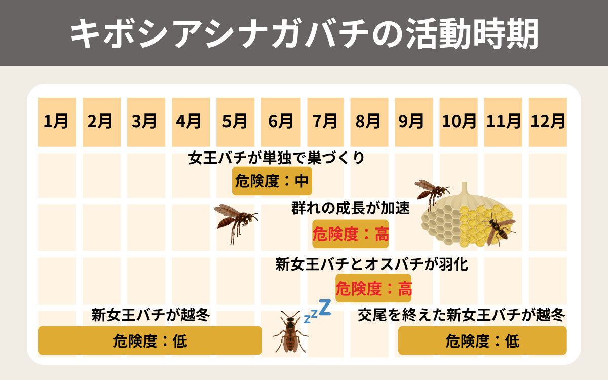 キボシアシナガバチの活動時期