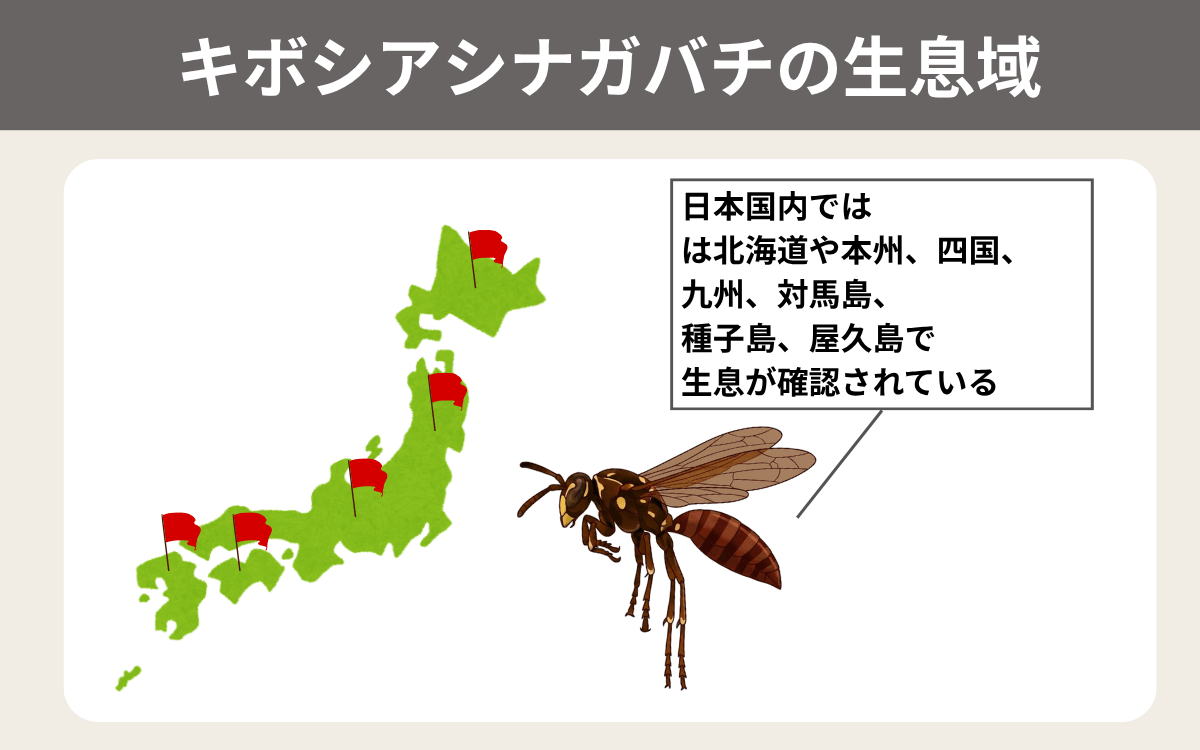キボシアシナガバチの生息域