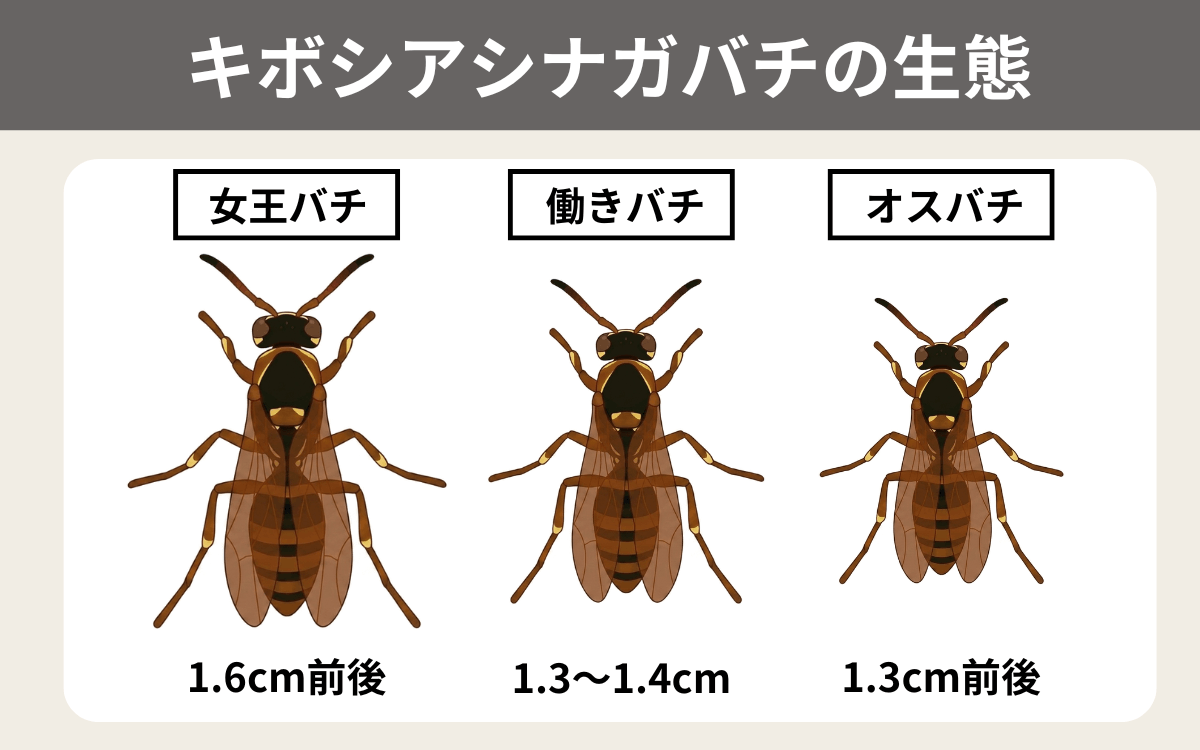 キボシアシナガバチの生態