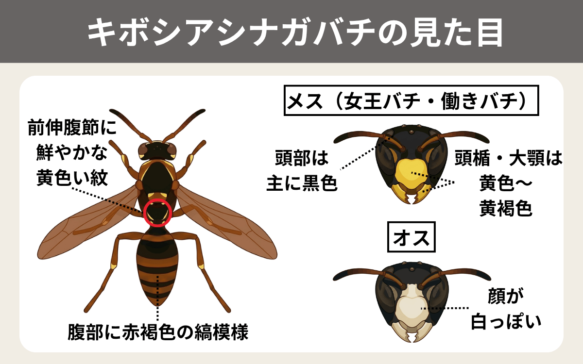 キボシアシナガバチの見た目