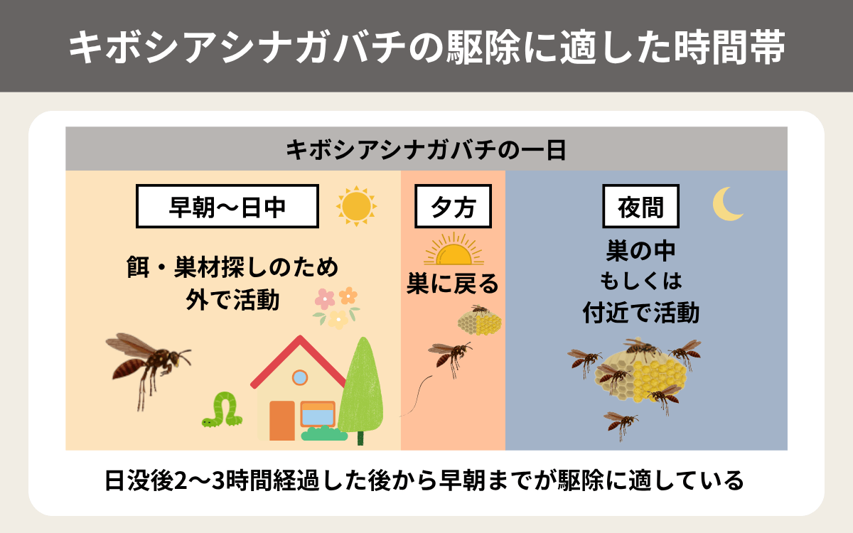 キボシアシナガバチの駆除に適した時間帯