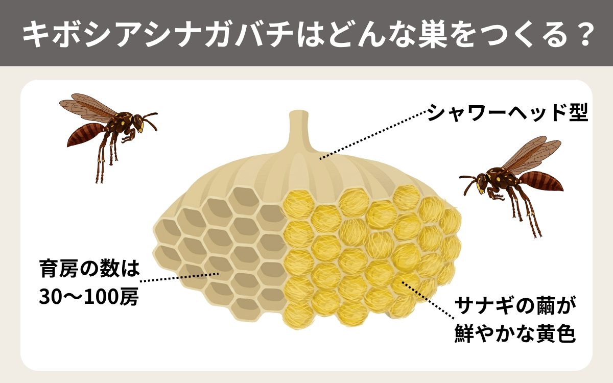 キボシアシナガバチはどんな巣をつくる？